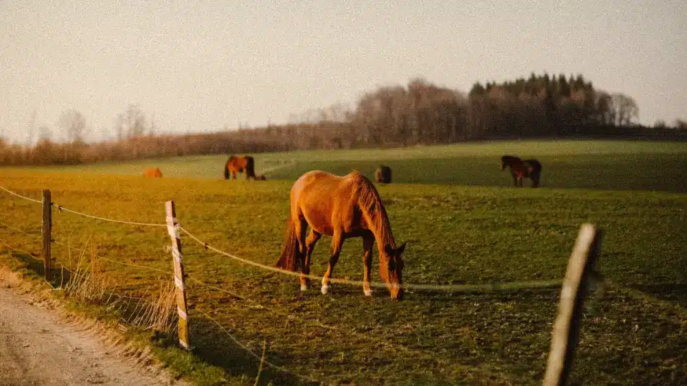 A brown horse grazes near a fence in a green pasture, with several other horses scattered across the field in the background.