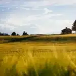 A small house and tree sit on a hill overlooking a wide field of tall yellow grass under a partly cloudy sky.
