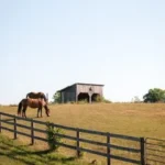 Two horses graze in a fenced pasture with a small wooden barn in the background under a clear blue sky.