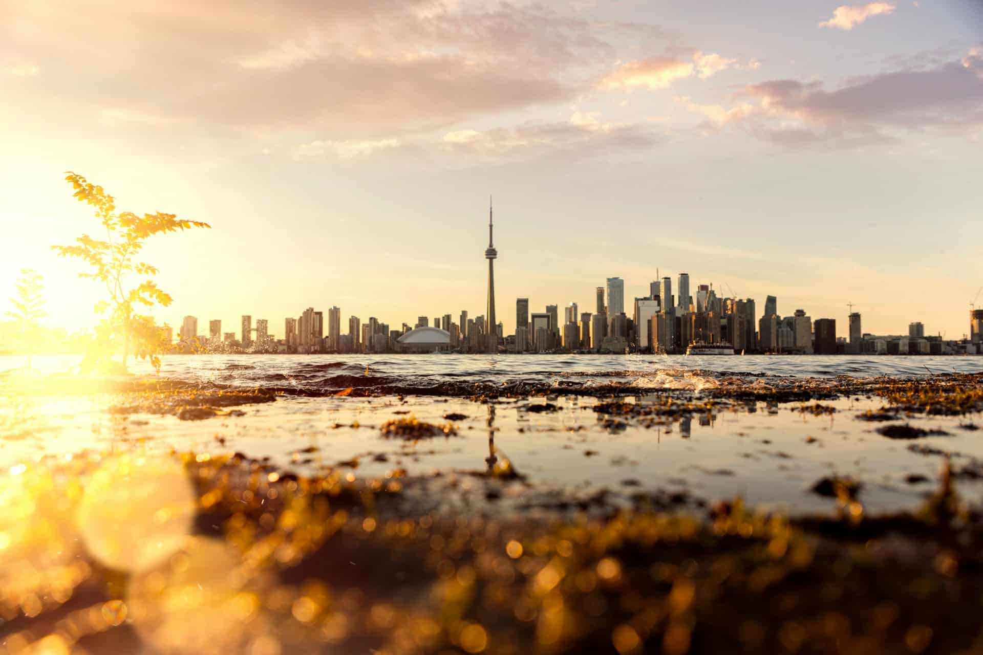 Toronto skyline at sunset with the CN Tower centered, seen from a low, watery shoreline with plants and sunlight reflecting on the water.