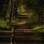 A dirt path runs through a dense, sunlit forest with trees and greenery on both sides. Wooden posts line part of the trail.