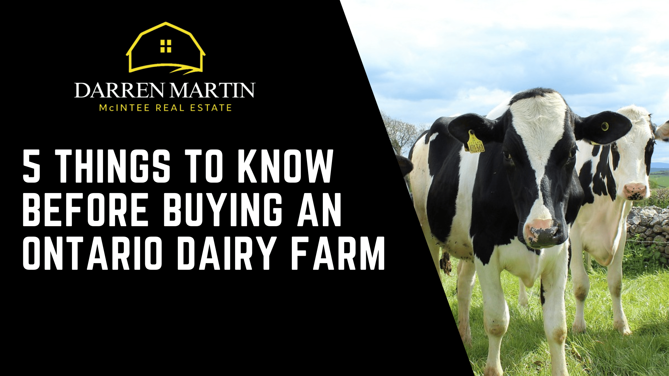 A real estate ad with the title "5 Things to Know Before Buying an Ontario Dairy Farm" next to a photo of black and white dairy cows in a pasture.