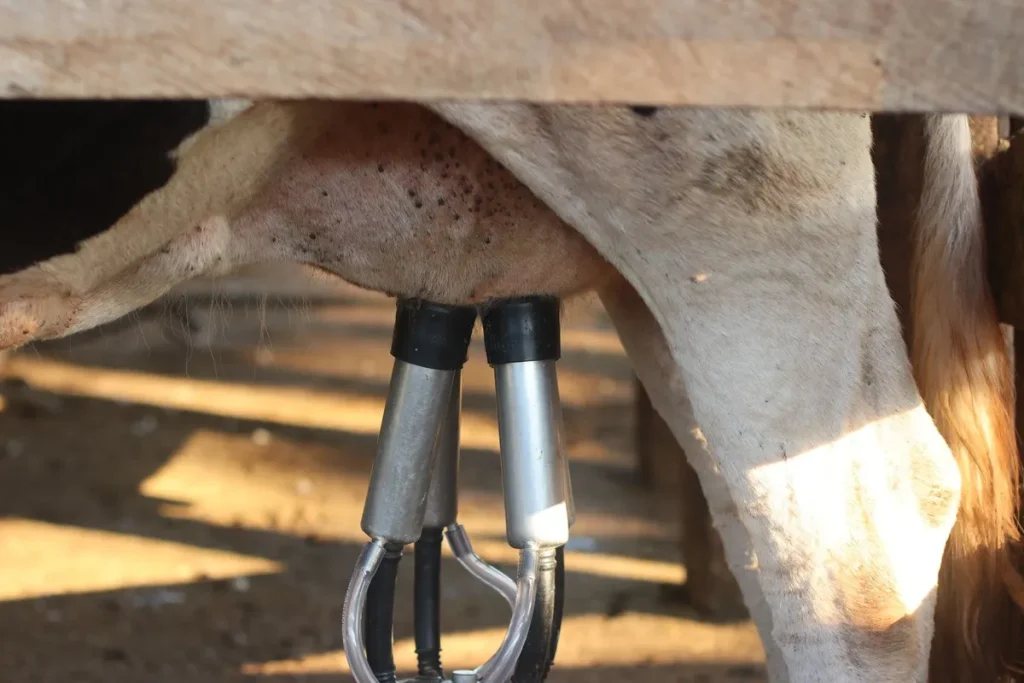 An automated milking machine in use on a dairy cow, highlighting modern efficiency in dairy farming.