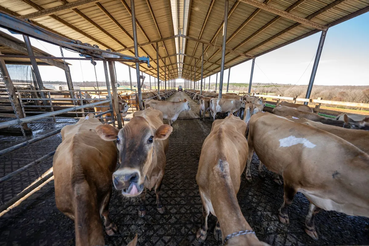 Brown cows inside a barn, illustrating the agricultural life relevant to dairy farming in Ontario.