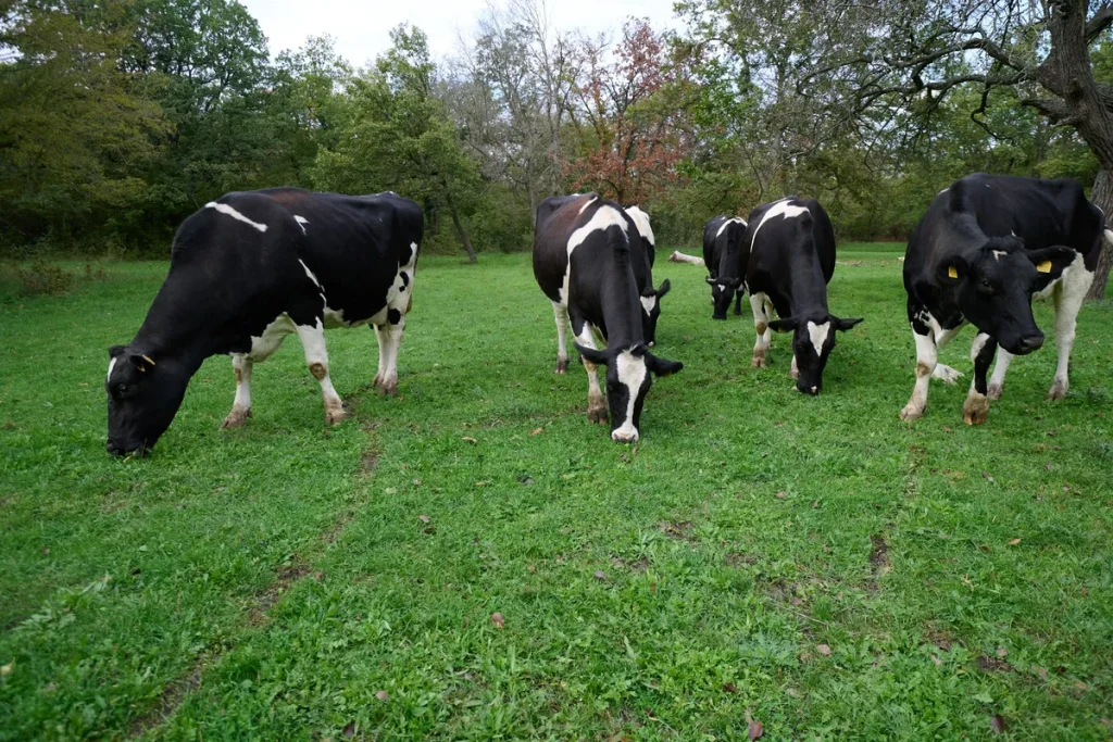 Dairy cows grazing peacefully on a green pasture in a rural landscape, reflecting the charm of Ontario farms.